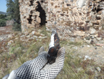 Almuradiel (Ciudad Real) y a La Carolina (Jaén) 