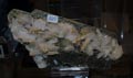 XX feria de Minerales y fosiles de la Union.