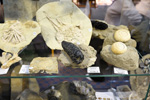 GMA. MINERVAL 2022. 35º Feria de Minerales, Fósiles y Gemas.
