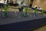 GMA. 9ª Fira de Minerals D´Oliva. 