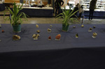 GMA. 9ª Fira de Minerals D´Oliva. 