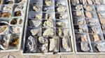 XIII Mesa de Intercambio de Minerales y Fósiles de Alicante