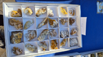 XIII Mesa de Intercambio de Minerales y Fósiles de Alicante