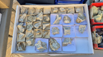 XIII Mesa de Intercambio de Minerales y Fósiles de Alicante