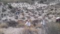 Saltador, Lora, Minicas, Zarzadilla de totana y Ulea Murcia