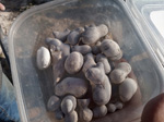 Grupo Mineralogista de Madrid. Minas del Carmen en la celia Jumilla y explotación de diatomeas en Agramón  