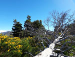 Grupo Mineralogista de Madrid. Sierra Norte. Puerto Cardoso  