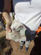 Excusión de mineralogía a Azaila. Teruel