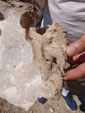 Excusión de mineralogía a Fuentes de Ebro. Zaragoza