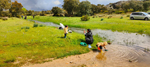 Arroyos auríferos de Pino del Oro (Zamora)