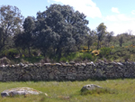 Arroyos auríferos de Pino del Oro (Zamora)