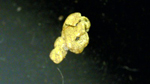 Excusión de mineralogía a Azaila. Teruel