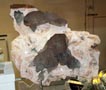 XXI Feria de Minerales de la Unión. Stand de Tesoros Naturales